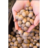 Noix de Muscade Entière – Épice Naturelle & Aromatique | Comptoir Familial