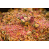 Sel aux Roses du Maroc – Élégance & parfum floral | Le Comptoir Familial